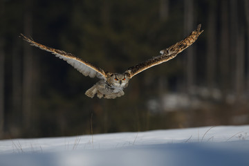Eurasian eagle-owl flying