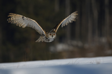 Eurasian eagle-owl flying