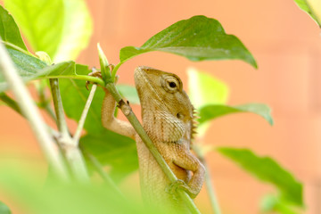 Gray chameleon on the tree