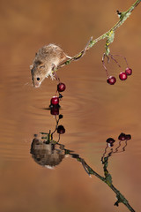 A small harvest mouse balances on a twig over water with its reflection it takes a drink 