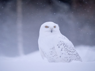Snowy owl (Bubo scandiacus) on snowy ground. Snowy owl portrait. Snowy owl closeup photo.