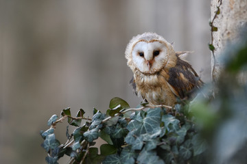 Barn owl sitting on ivy
