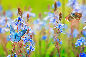 beautiful little golubyanka Icarus butterflies sit and flutter in a bright meadow on delicate blue...
