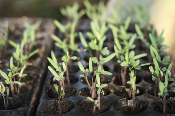 Small seedlings of tomato growing in cultivation tray