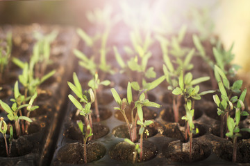 Small seedlings growing in cultivation tray in spring, in the sun, close-up and soft blur
