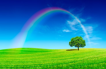 Obraz na płótnie Canvas Idyllic view, lonely tree with rainbow on green field