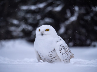 Fototapeta premium Snowy owl (Bubo scandiacus) on snowy ground. Snowy owl portrait. Snowy owl closeup photo.
