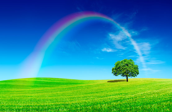 Idyllic view, lonely tree with rainbow on green field