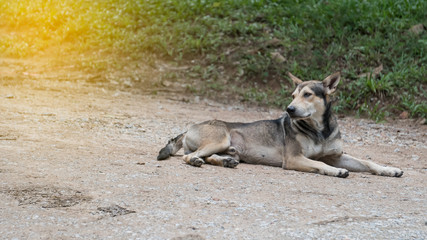 Stray dogs lying on the floor