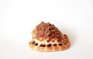 seashells on white background