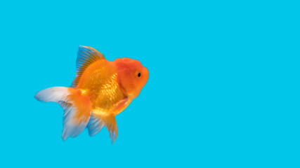 Goldfish on a light blue background
