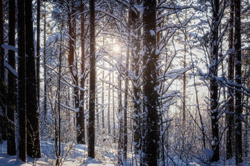 Fototapeta na wymiar Trees are in the forest in winter under snow - landscape