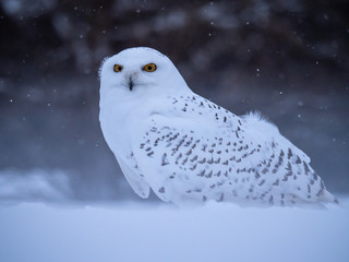 Snowy owl (Bubo scandiacus) on snowy ground. Snowy owl portrait. Snowy owl closeup photo.