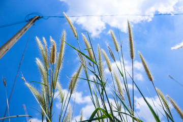 Pennisetum flowers with blue skies at sunny day