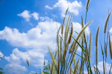 Pennisetum flowers with blue skies at sunny day