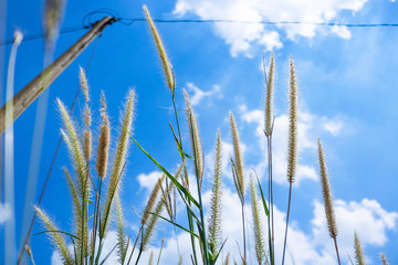 Fototapeta premium Pennisetum flowers with blue skies at sunny day