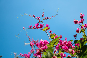 Beautiful flowering pink Coral Vine with blue sky