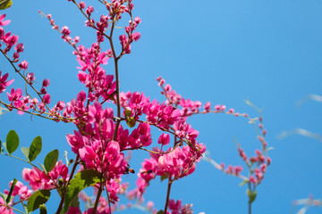 Beautiful flowering pink Coral Vine with blue sky