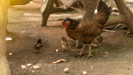 The hens and chicks eat food on the floor in fun.