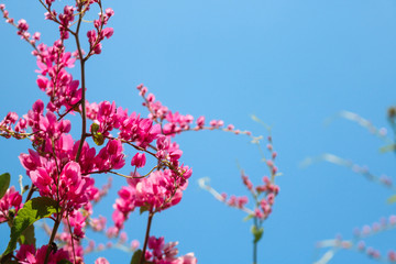 Beautiful flowering pink Coral Vine with blue sky