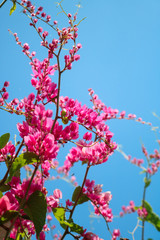 Beautiful flowering pink Coral Vine with blue sky
