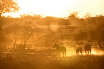 Zebra in gold dust