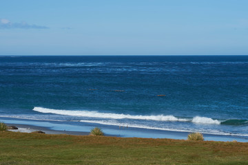 Large groups of Falkland Steamer Ducks (Tachyeres brachypterus) at sea off the coast of Sea Lion...