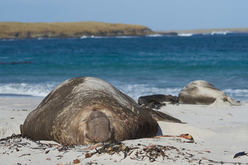 Male Southern Elephant Seal (Mirounga leonina) lying on a kelp strewn beach on Sea Lion Island in the Falkland Islands.