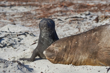 Female Southern Elephant Seal (Mirounga leonina) with a recently born pup lying on a beach on Sea Lion Island in the Falkland Islands.