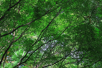 Texture of fresh green leaves as background material