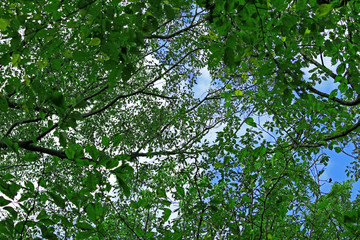 Obraz premium Texture of fresh green leaves as background material