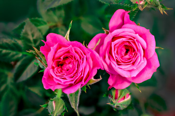 pink rose close-up detail flower blossom, love concept