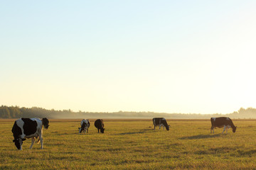 herd of cows grazing in a field at sunset. cloven-hoofed animals Dairy