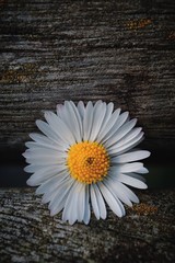 Obraz premium daisy flower plant petals