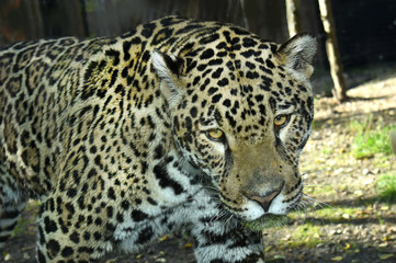 Fototapeta na wymiar leopard on the lookout