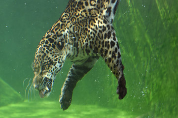 jaguar in the water