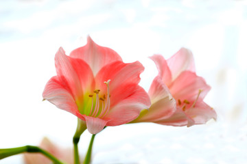 Close-up photos of the stamens