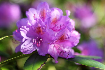 Purple rhododendron flowers