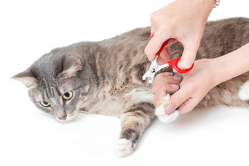 Woman cuts claws using veterinar scissors to her pet cat on white background