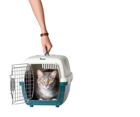 The owner hand holding the adopted cat in a carrier cage being transported, isolated on white background