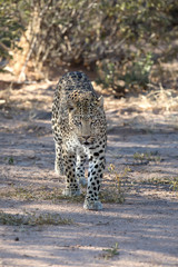 Leopard stalking