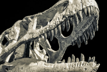 Dinosaur skull with big teeth