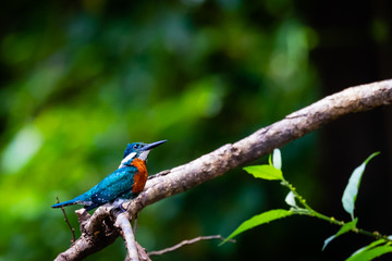 Kingfisher in the jungle of Surinam