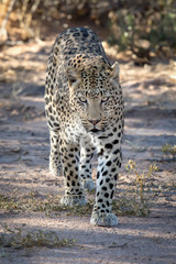 Leopard stalking
