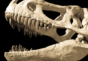Tyrannosaurus Rex head