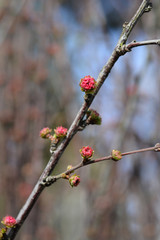 Rose of China