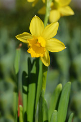 Daffodil Tete a Tete