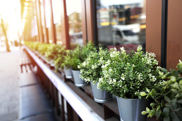 Close up Zinc plant pots with green trees Arranged in rows Glass window Next to the long bench along the sidewalk
