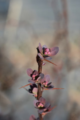 Japanese barberry Red Rocket