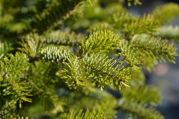 Nordmann fir